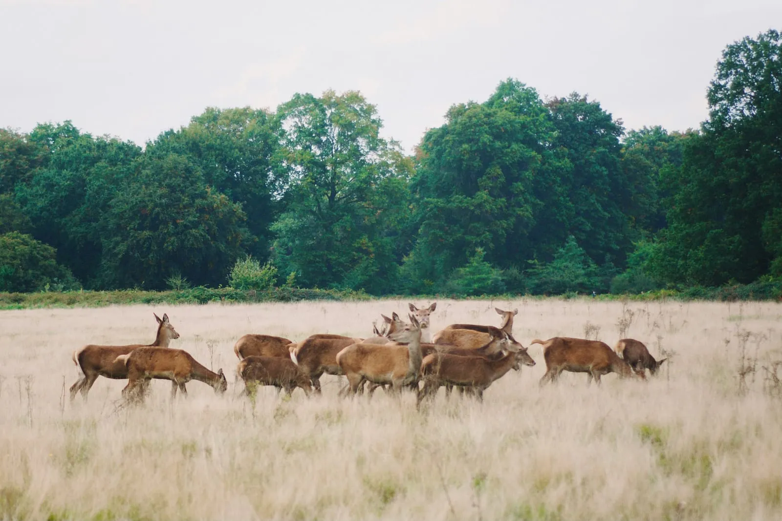 Richmond Park